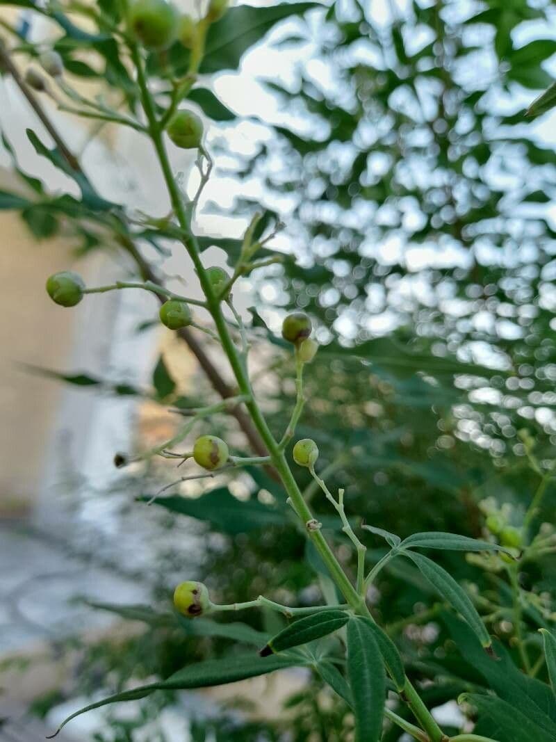 Vitex