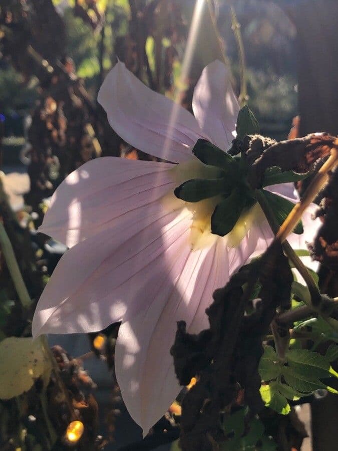 Dalia 3
