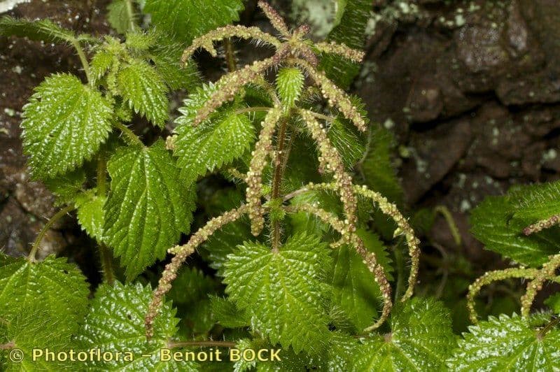 Ortica morifolia 16