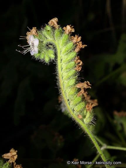 Fagelia ramosa 2