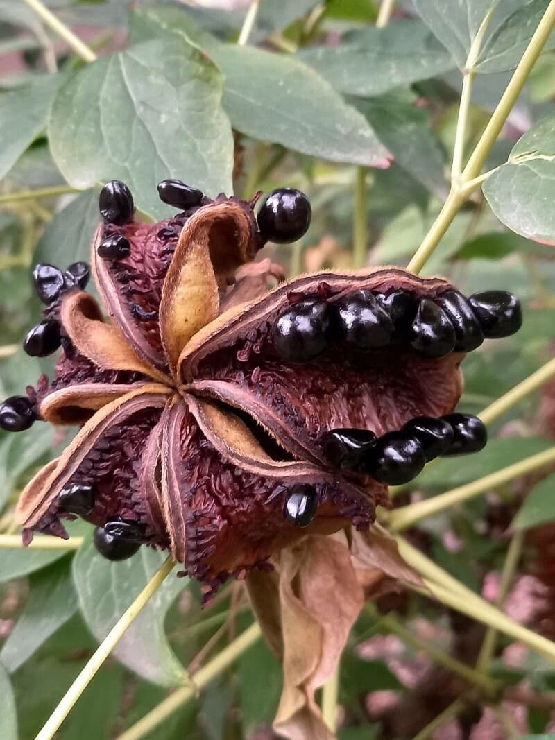 Peonia