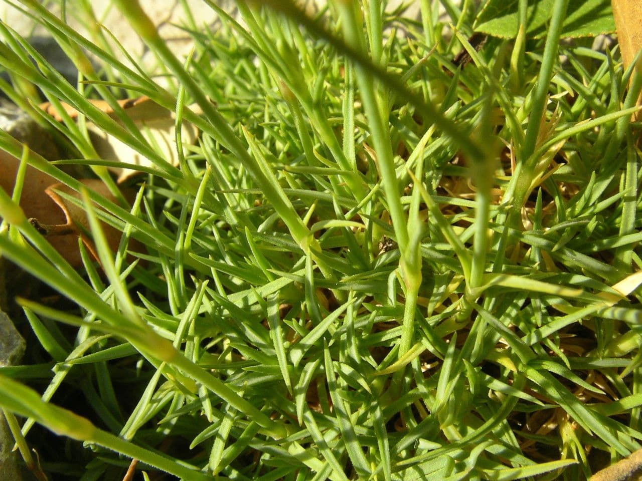 Garofano subacaule 15