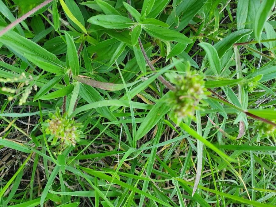 Pentanisia 2