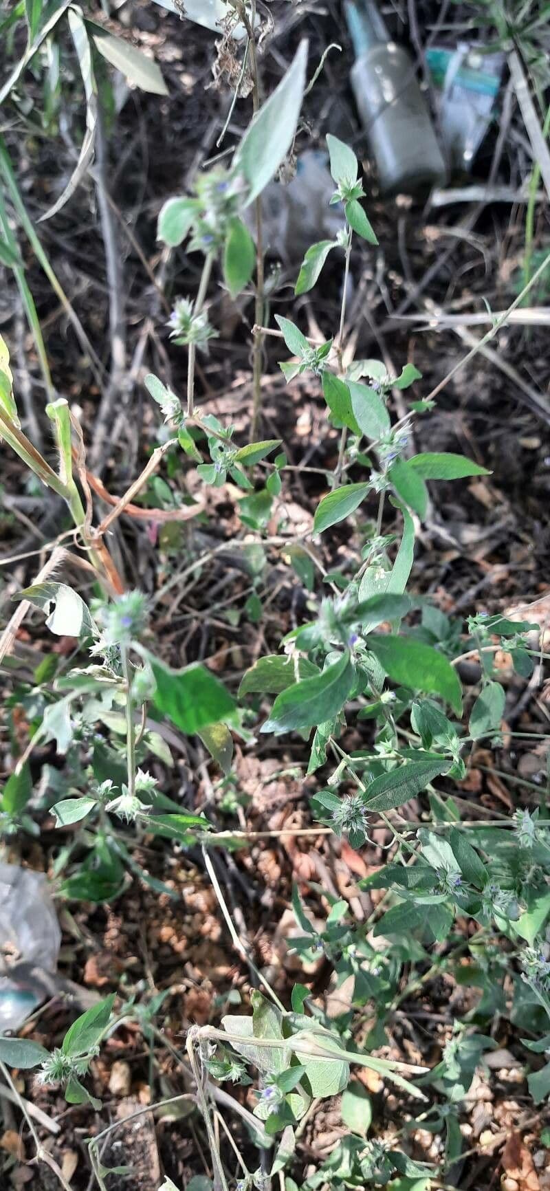 Rungia 6