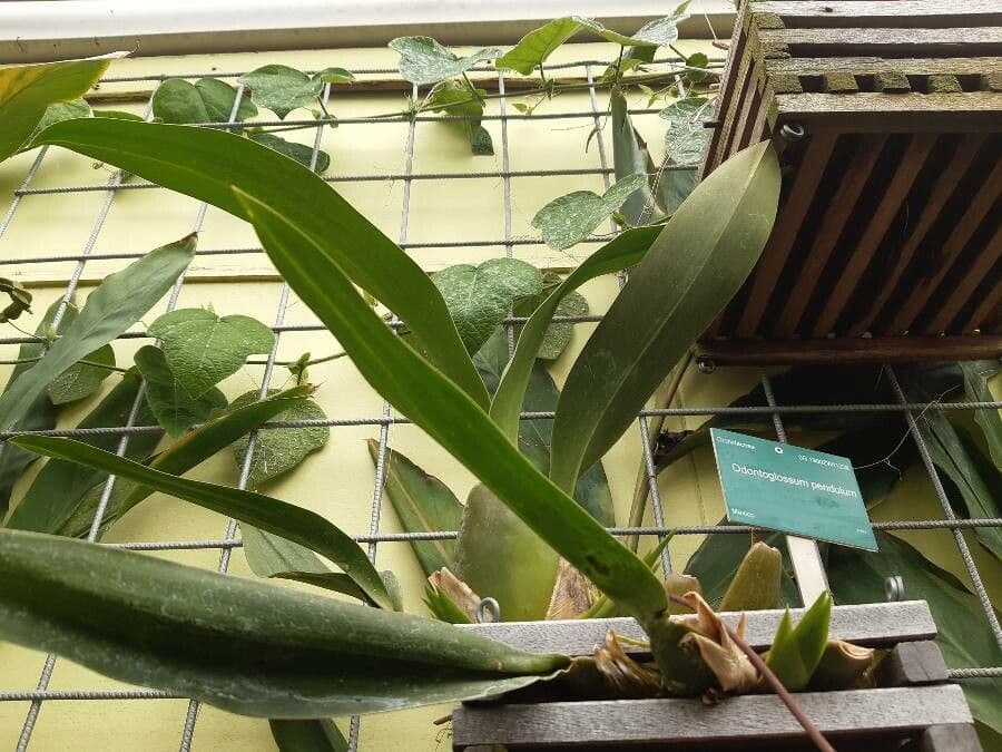 Orchidea 5