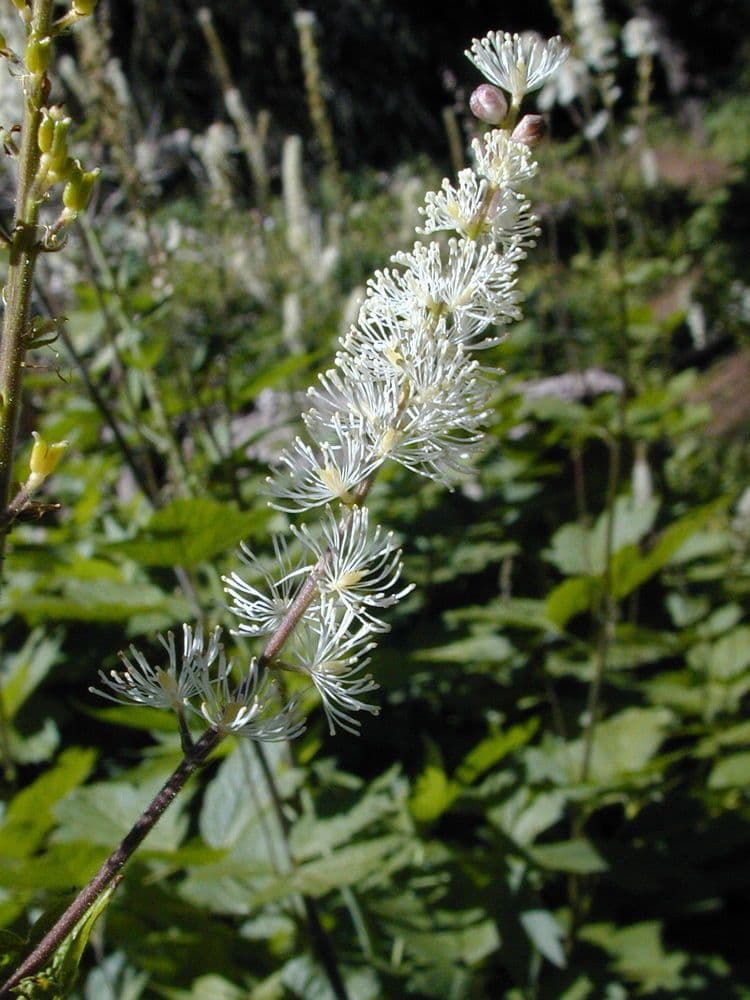 Actaea alta 6