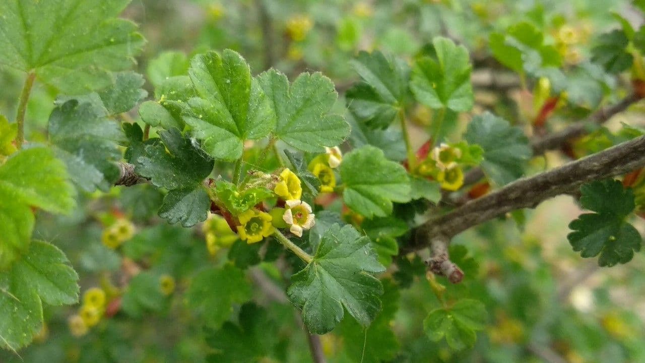 Ribes sardo