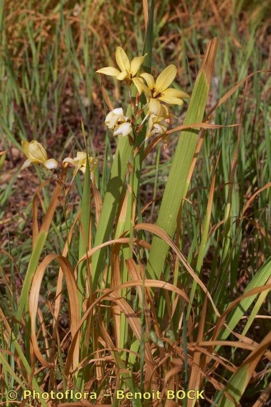Ixia 7