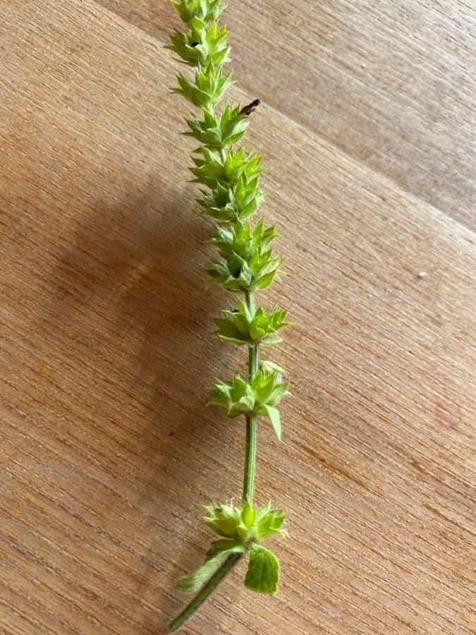 Stregona gialla 19