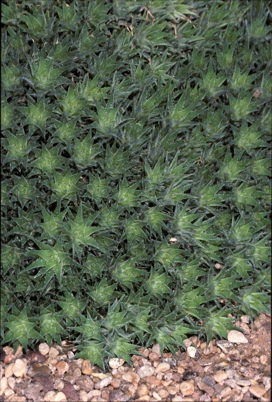 Deuterocohnia 12