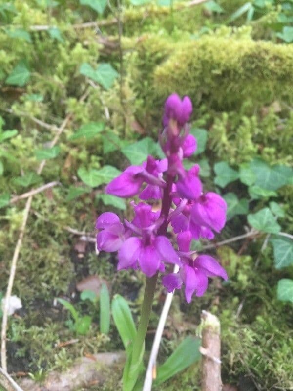 Stattliches Knabenkraut 9