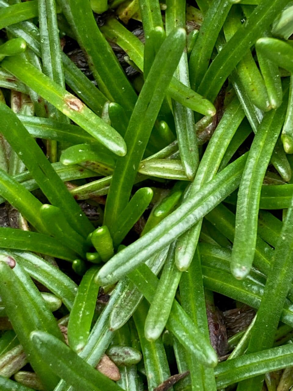 Calandrinia acaulis 13