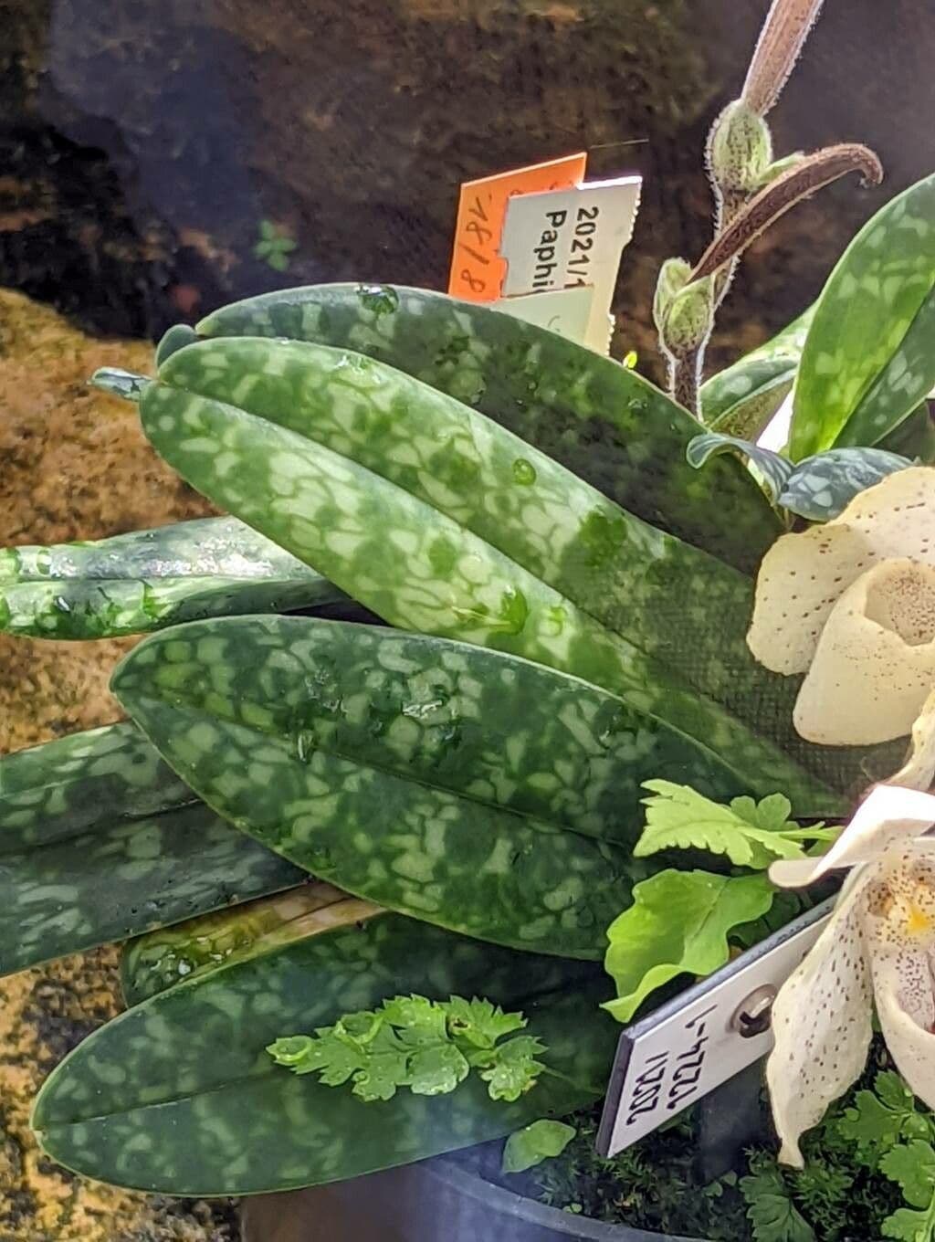 Paphiopedilum monocolore 8