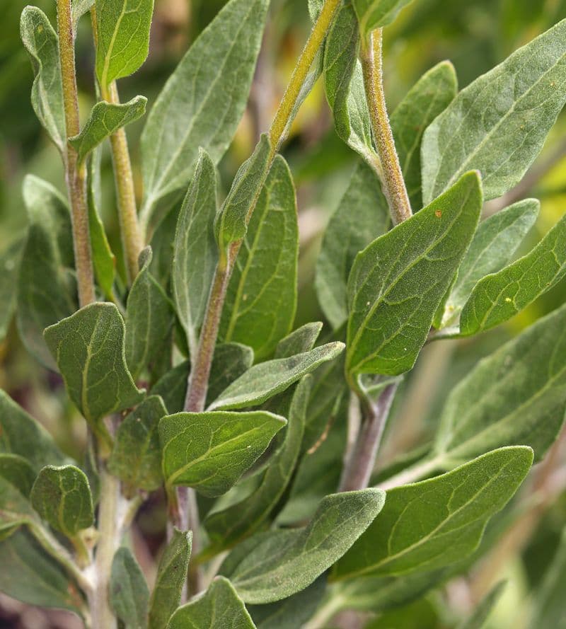Encelia kalifornská 14