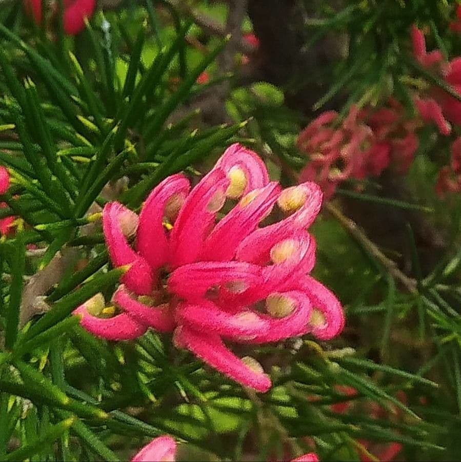 Grevillea ginepro 2