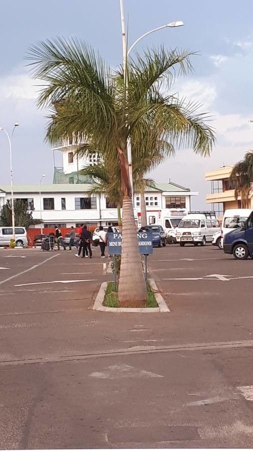 Palma real cubana 29