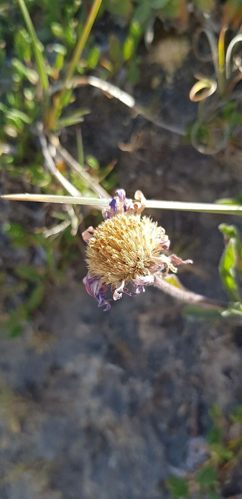 Alpen-Aster 2
