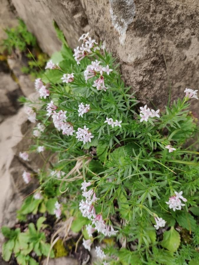 Asperula peluta 13