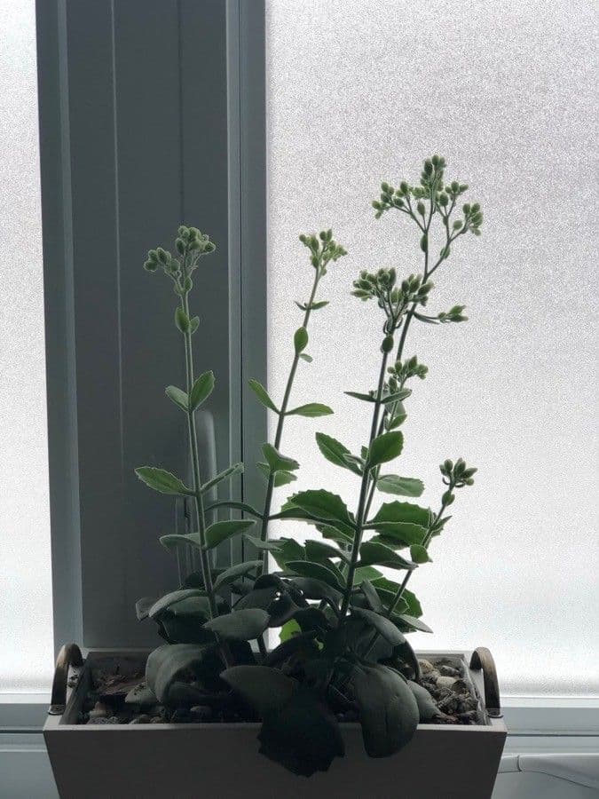 Kalanchoa 6