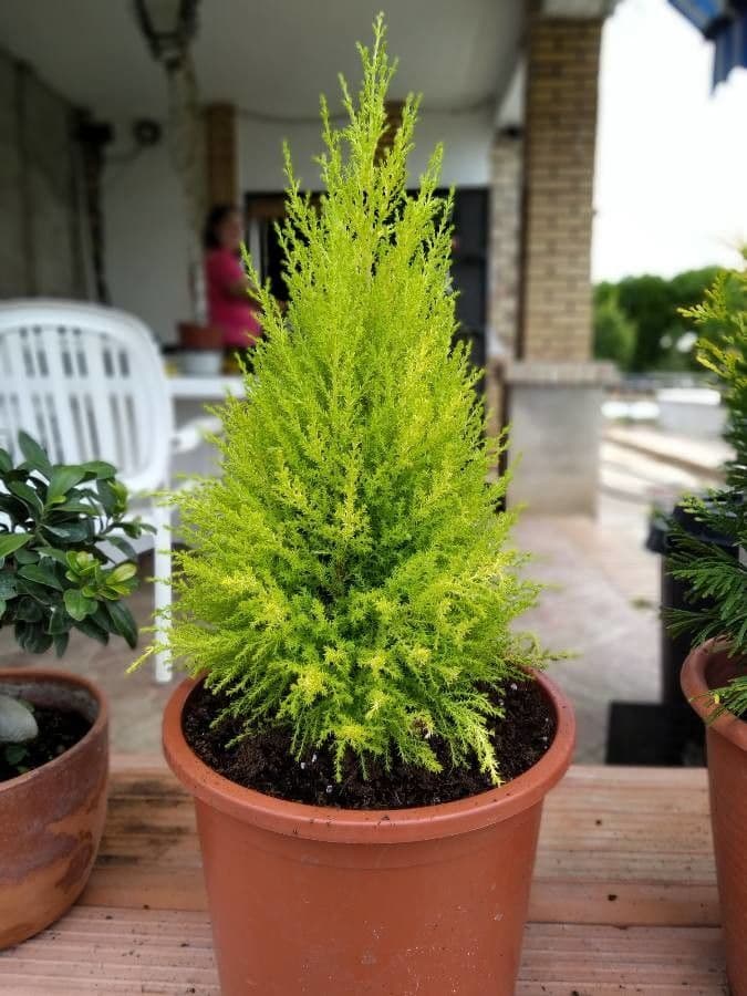 Cipresso di Monterey 17