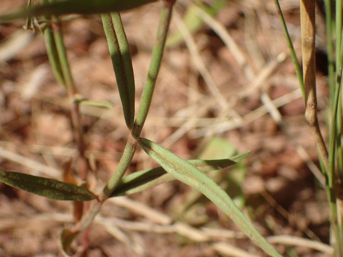 Kohautia 9