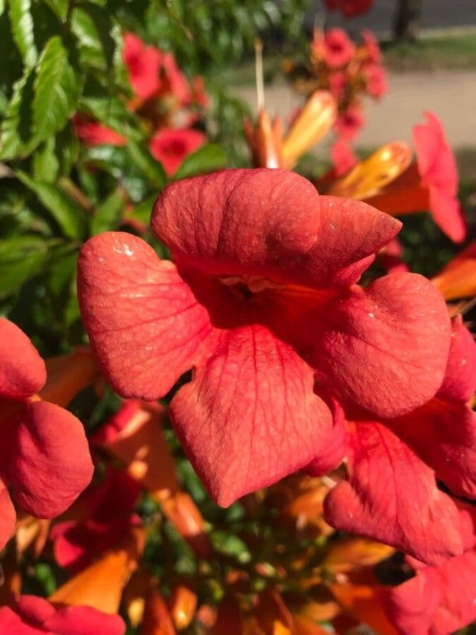 Trompeta de Virginia 28