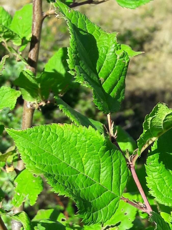 Susino brigantino 12