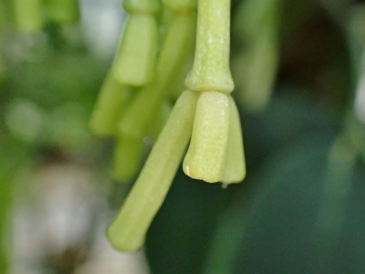 Rhipsalis clavata