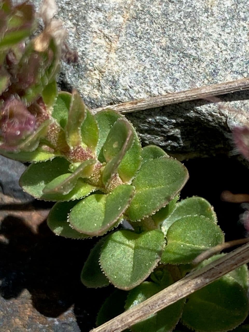 Veronica pirenaica 11