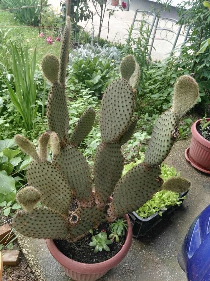 Opuntia basilaris 3