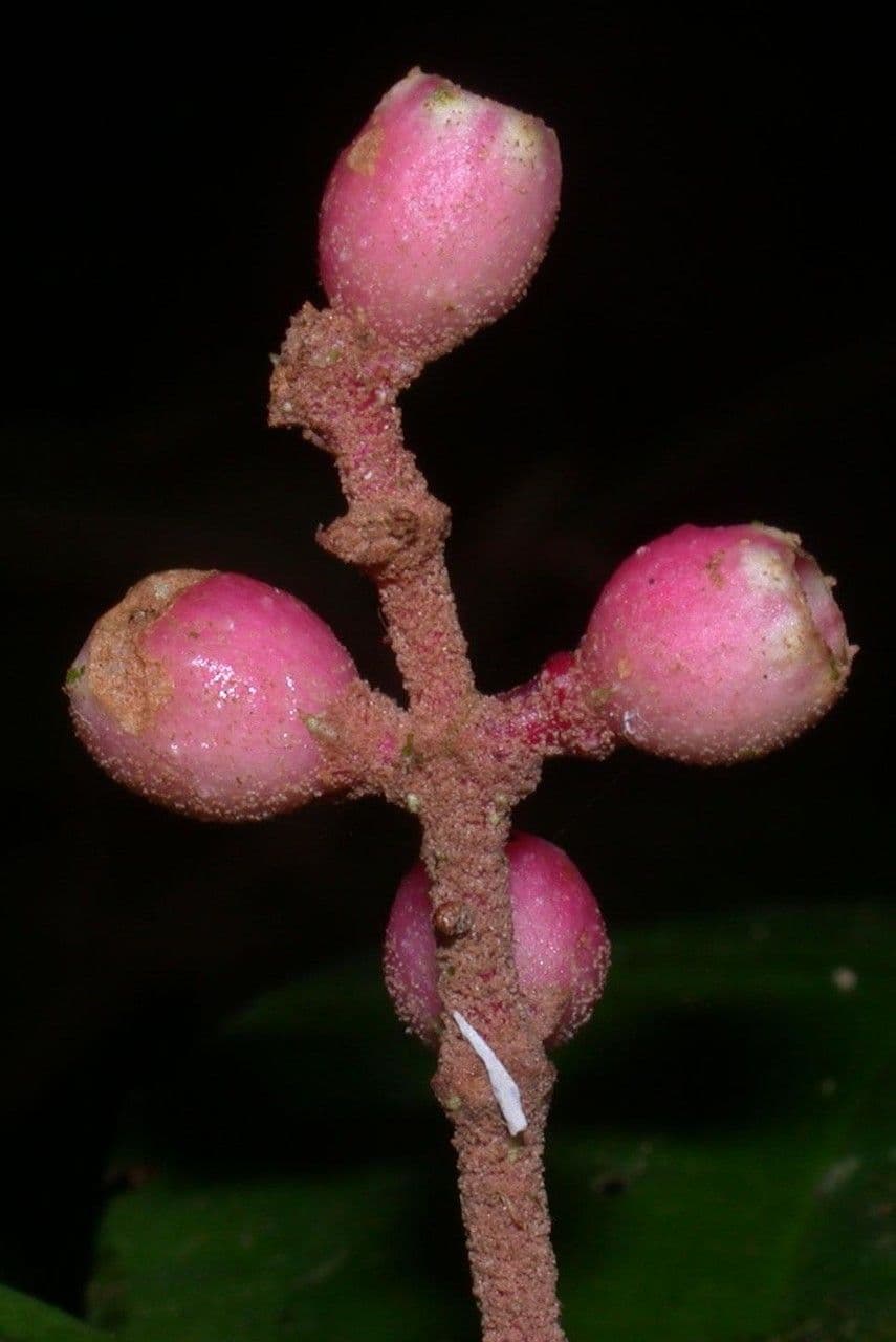 Miconia 3