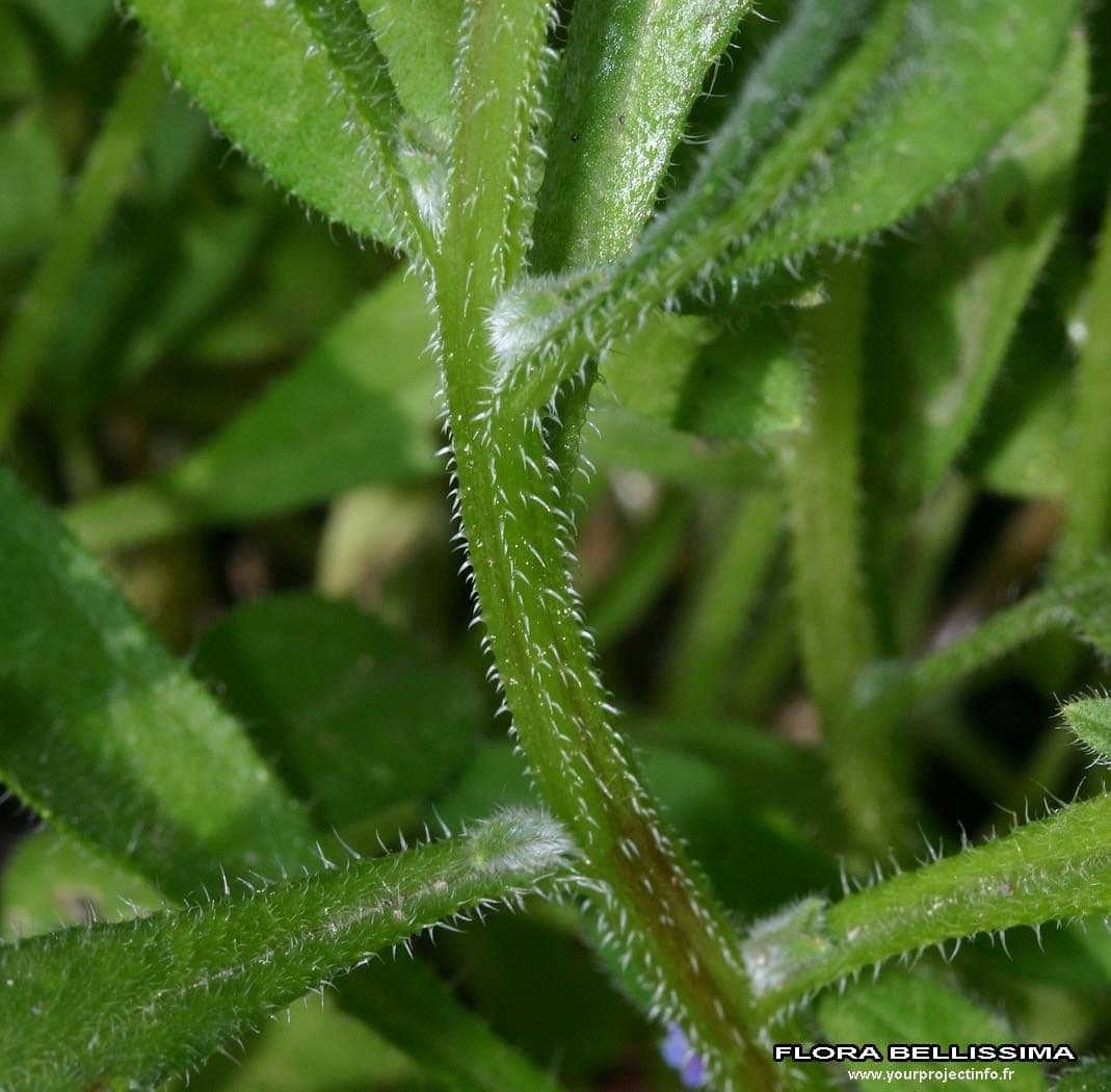Lappola aspera 23