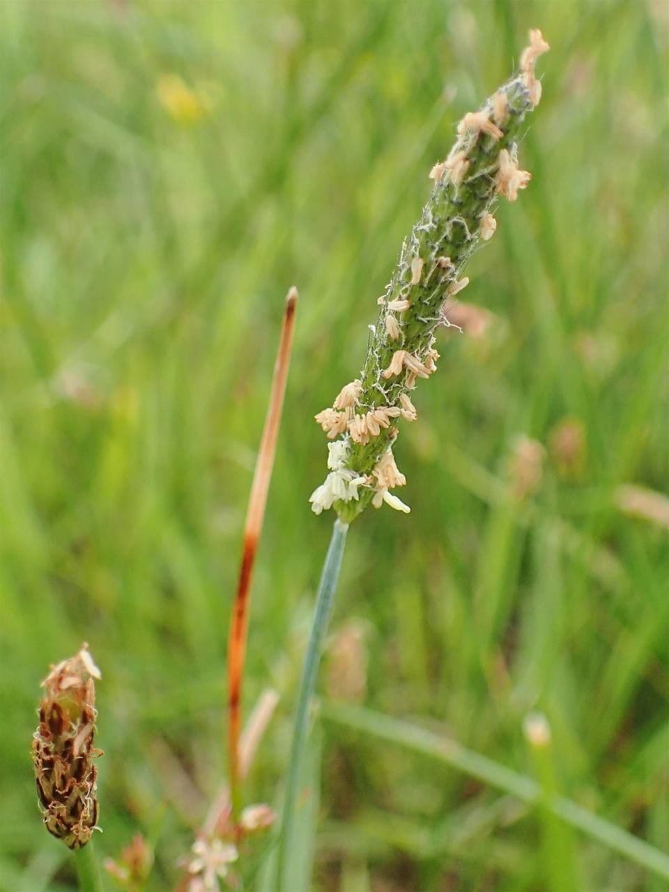 Marsh foxtail 13