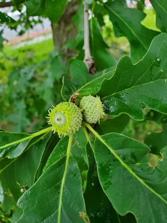 Apfel-Eiche 4