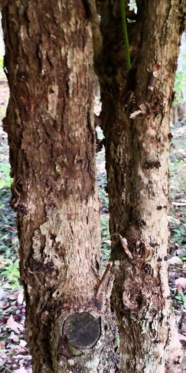 Baccaurea 18
