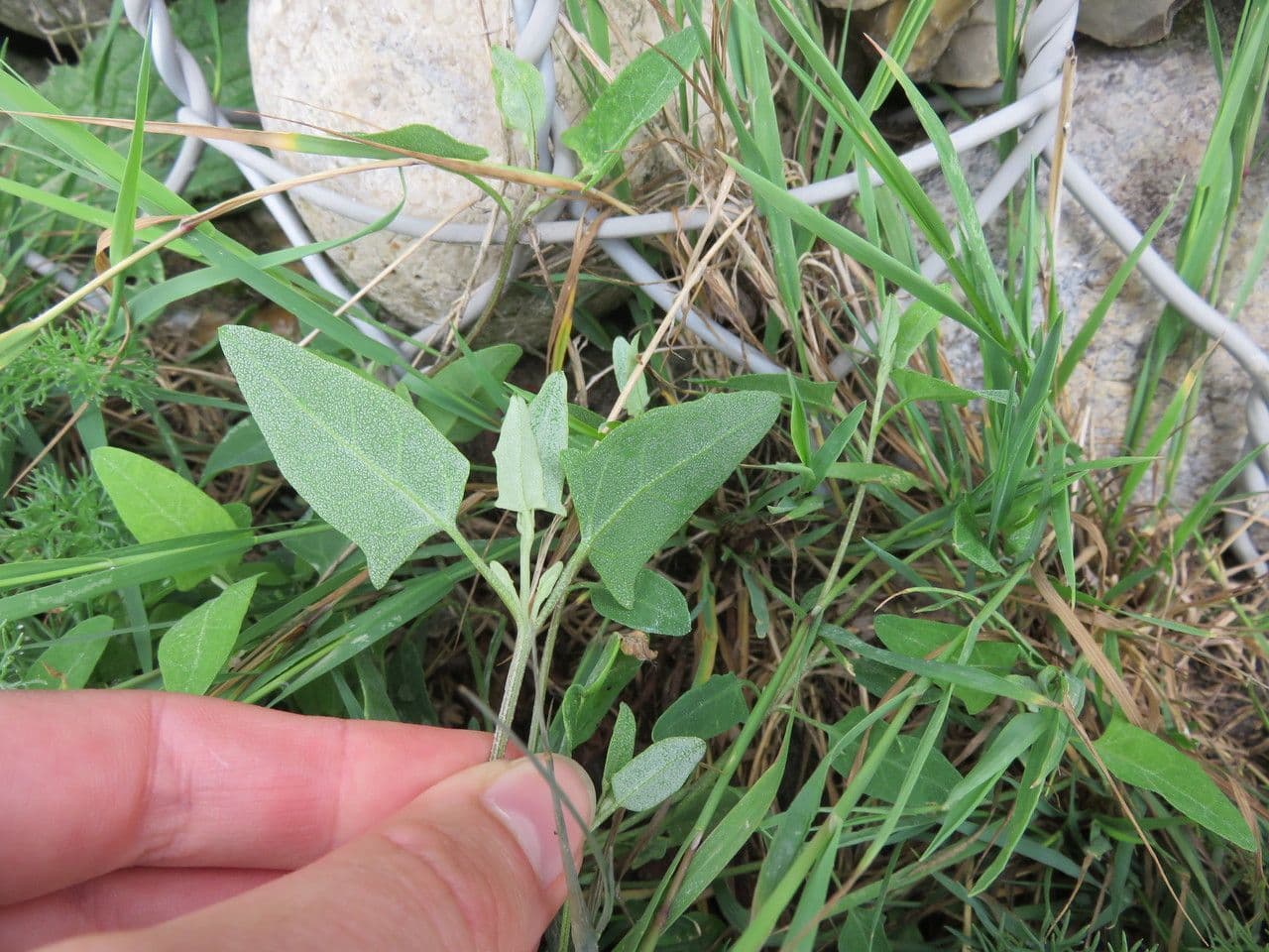 Atriplex glabriuscula 12