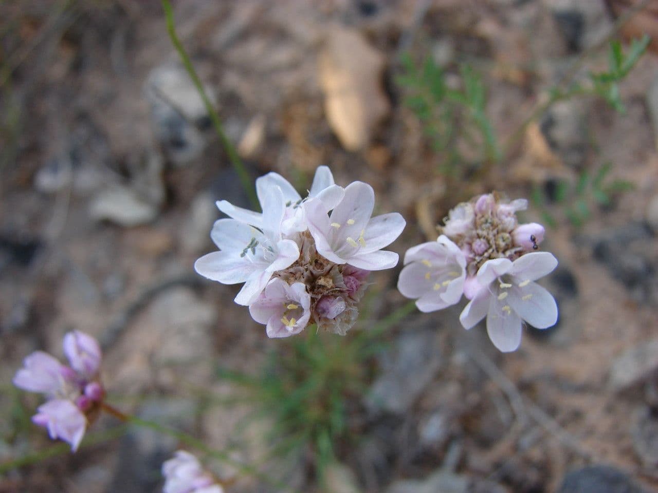 Armeria 6