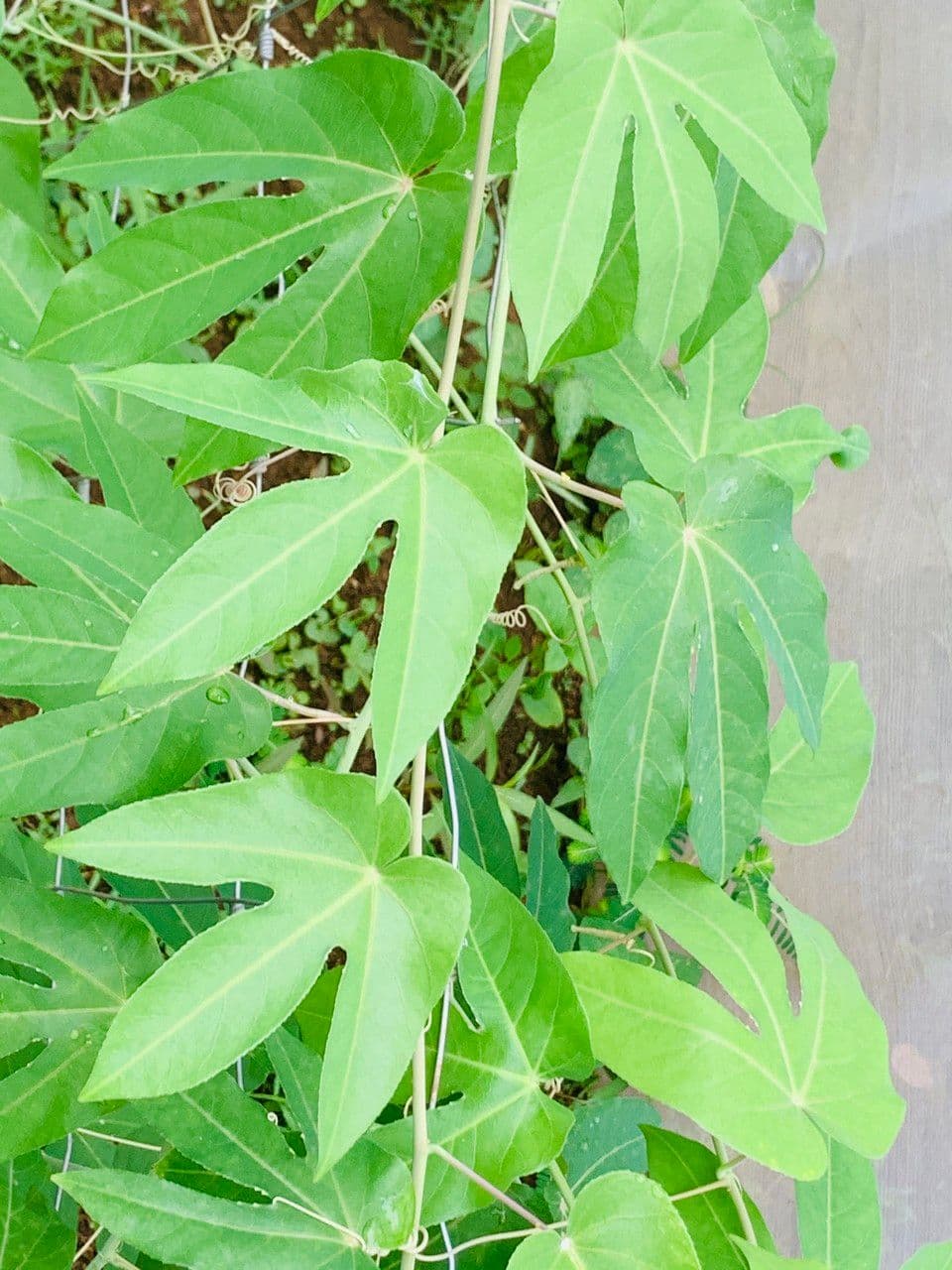 Passiflora 2