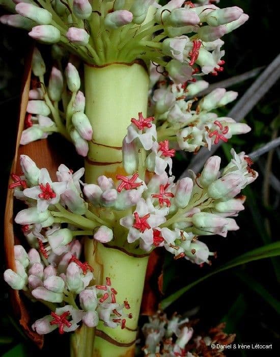 Dracophyllum 7