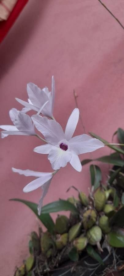 Orchidea 3