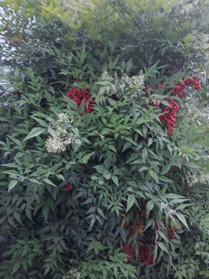 Nandina 26
