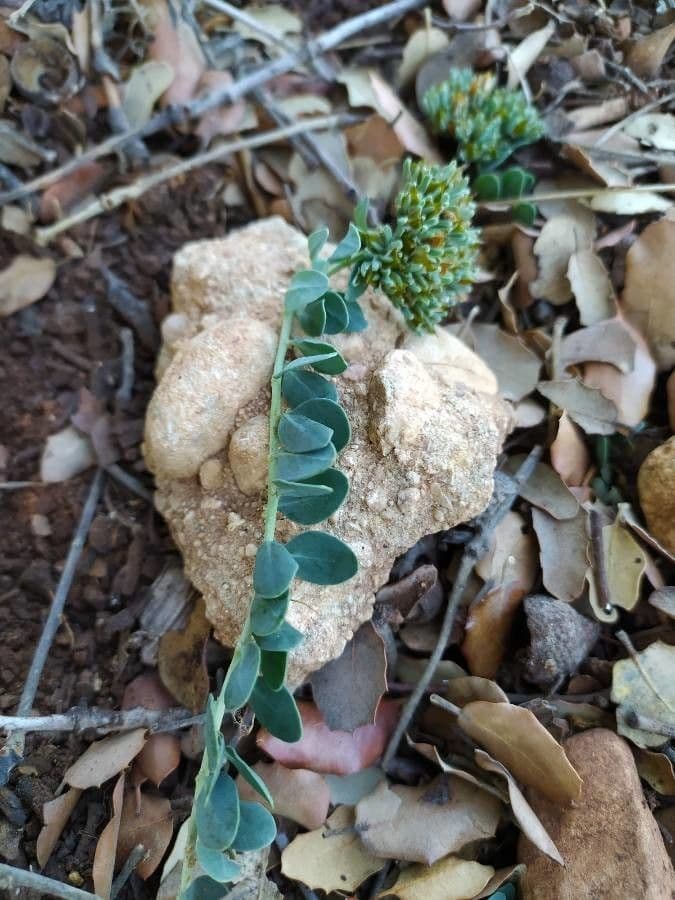Telephium imperati 2
