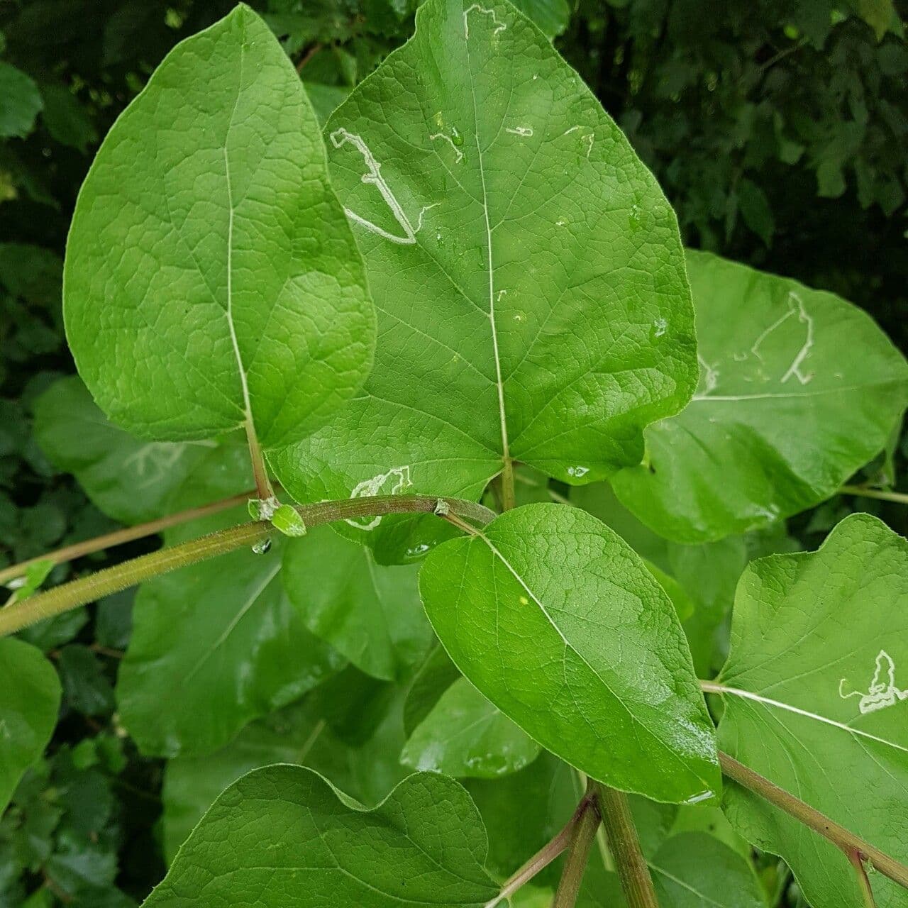 Bardana lanuta 20