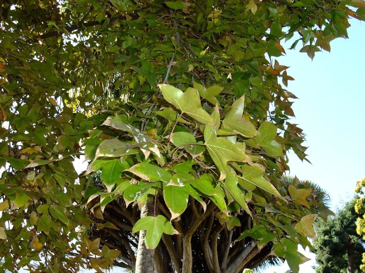 Formosa-Amberbaum 9