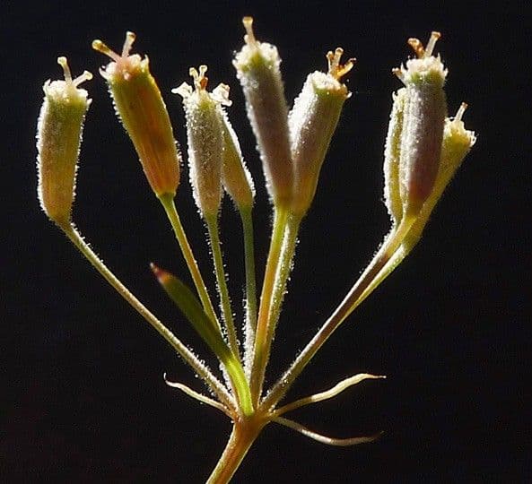Falcaria 4