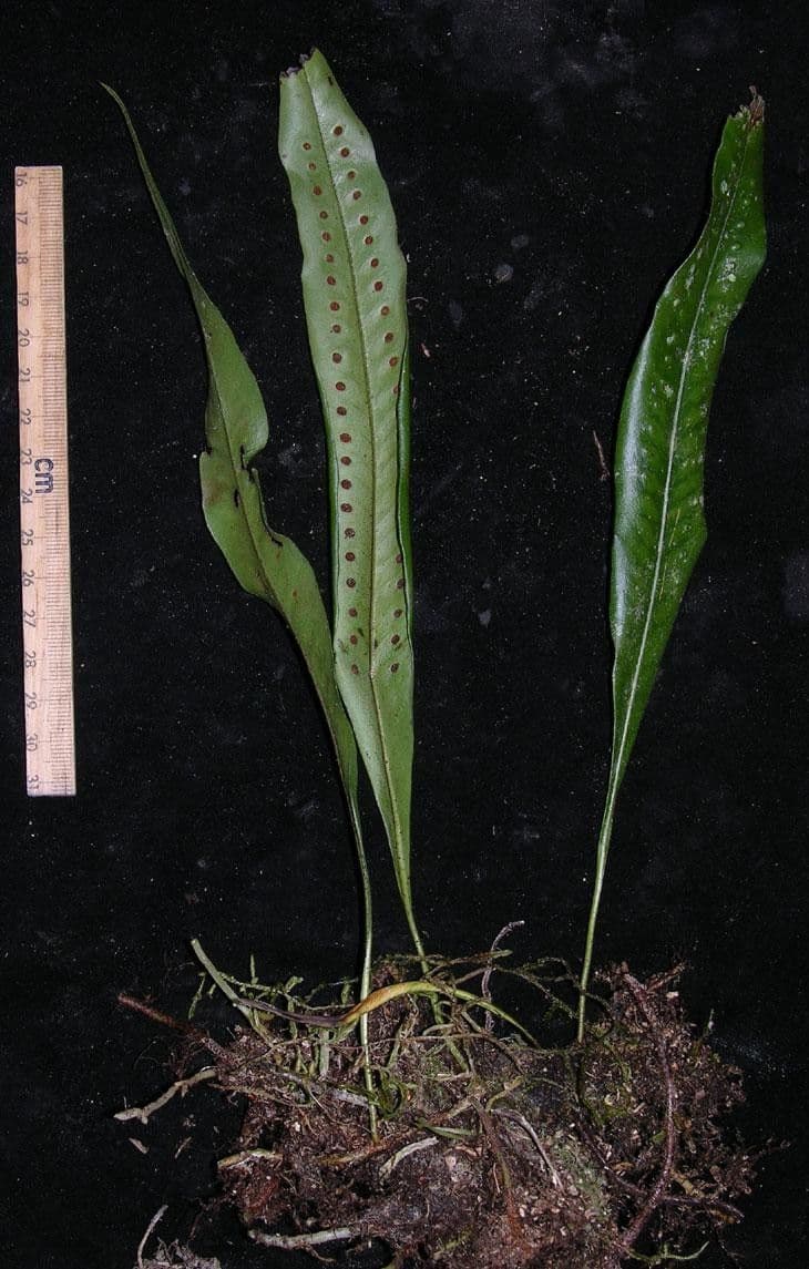 Microgramma percussa 2