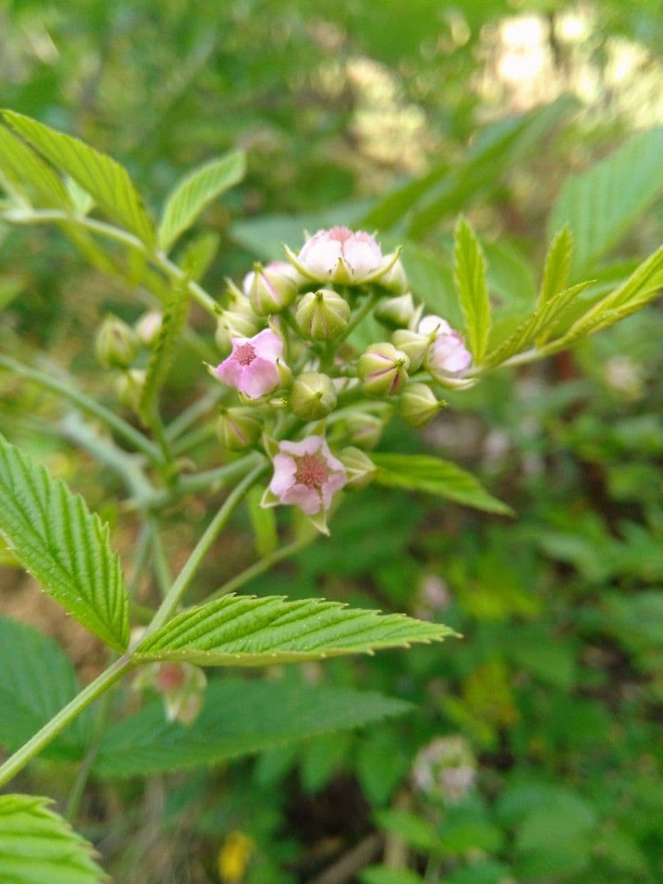 Rovo coreano 4