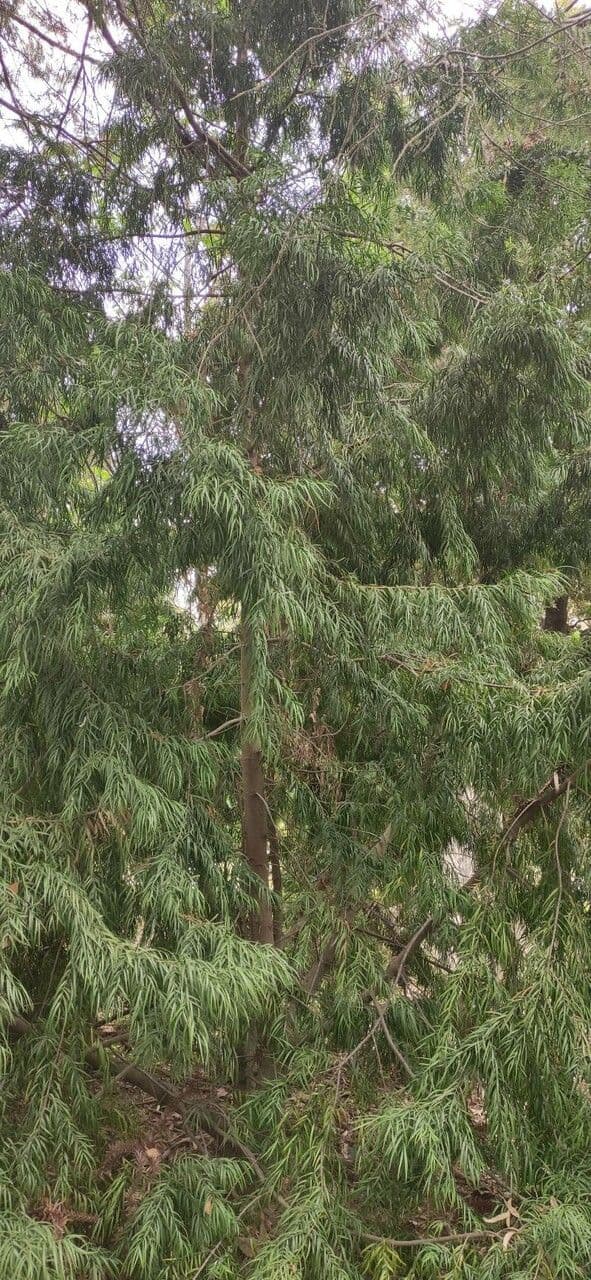 Afrocarpus