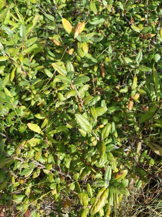 Shepherdia canadensis 16