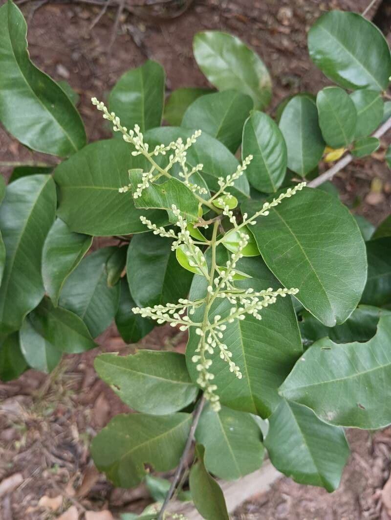 Bredemeyera